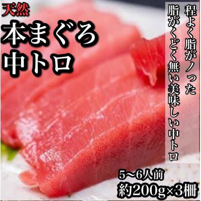 ふるさと納税 小田原市 天然本鮪中トロ 約200g×3柵　5〜6人前 上質な脂が美味しい中トロ!【神奈川県小田原市早川】