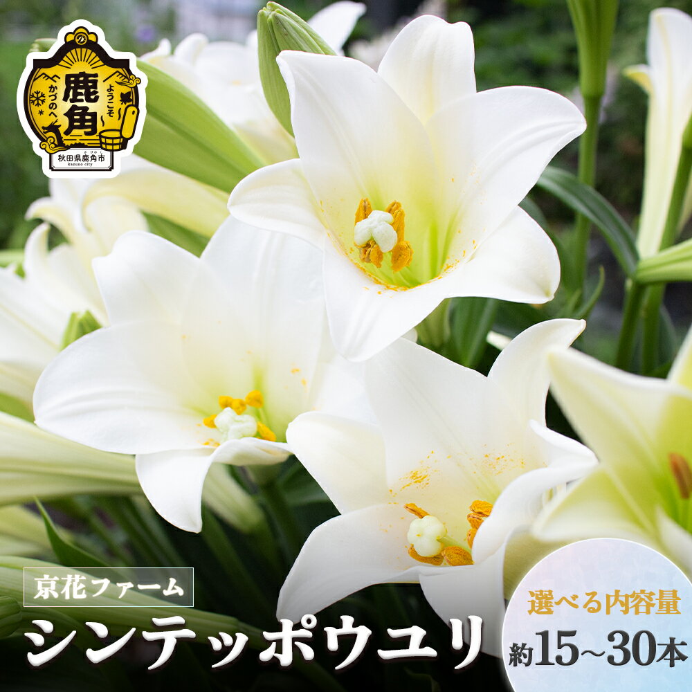 【ふるさと納税】《 先行予約 》 シンテッポウユリ 約15 ～ 30本 生花 花 インテリア クール便 お盆 お彼岸 白百合 上品 プレゼント お土産 贈り物 贈答用 家庭用 グルメ ギフト 故郷 秋田 あきた 鹿角市 鹿角 送料無料 【京花ファーム】