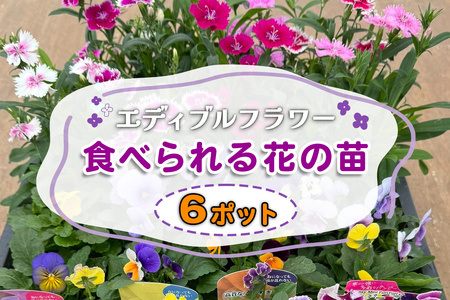 農家直送！加藤さんちのエディブルフラワー 6ポット｜鉢植え 観賞用 食用 花 お花 野菜 トッピング 付け合わせ [0774]