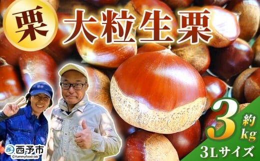 ＜大粒生栗 3Lサイズ（約3kg）＞大玉 甘い 栗 マロン くり 和栗 栗ごはん モンブラン 栗きんとん 栗まんじゅう 甘露煮 スイーツ ケーキ 洋菓子 和菓子 お菓子 秋 味覚 産地直送 城川ファクトリー 愛媛県 西予市【冷蔵】『9月中旬〜10月上旬に順次発送予定』