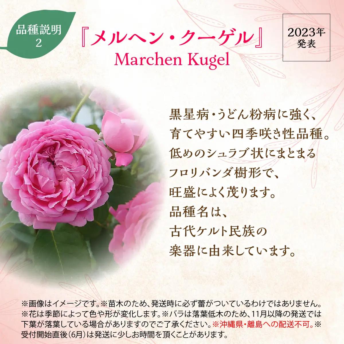 【Apple Roses】バラ苗『メルヘン・クーゲル』新苗育成苗6号ポット植え  HNNH033