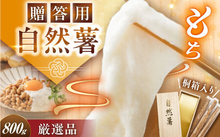 【贈答用】高級自然薯 桐箱入（800g）[AUFZ008]自然薯自然薯自然薯自然薯自然薯