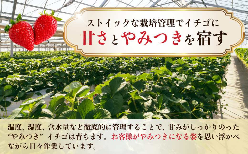 いちご やよいひめ 約800g 群馬県いちご品評会最高金賞 2027年 先行予約｜朝採れ やみつき高品質 たっぷり 贈答用 新鮮 完熟 いちご 旬 苺 ストロベリー 高級 大粒 産地直送 果汁 甘い 