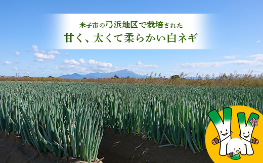 【先行予約】鳥取県産　白ネギの4kgバラ詰め合わせ