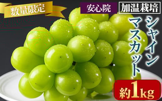 シャインマスカット 加温栽培(約1kg)シャインマスカット ぶどう 葡萄 フルーツ 果物 くだもの 果実＜先行予約受付中！2025年8月上旬から順次発送予定＞＜北海道、沖縄、離島配送不可＞【106300301】【大分県農業協同組合　北部エリア】