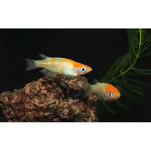 メダカ「小江戸紅白」1ペア