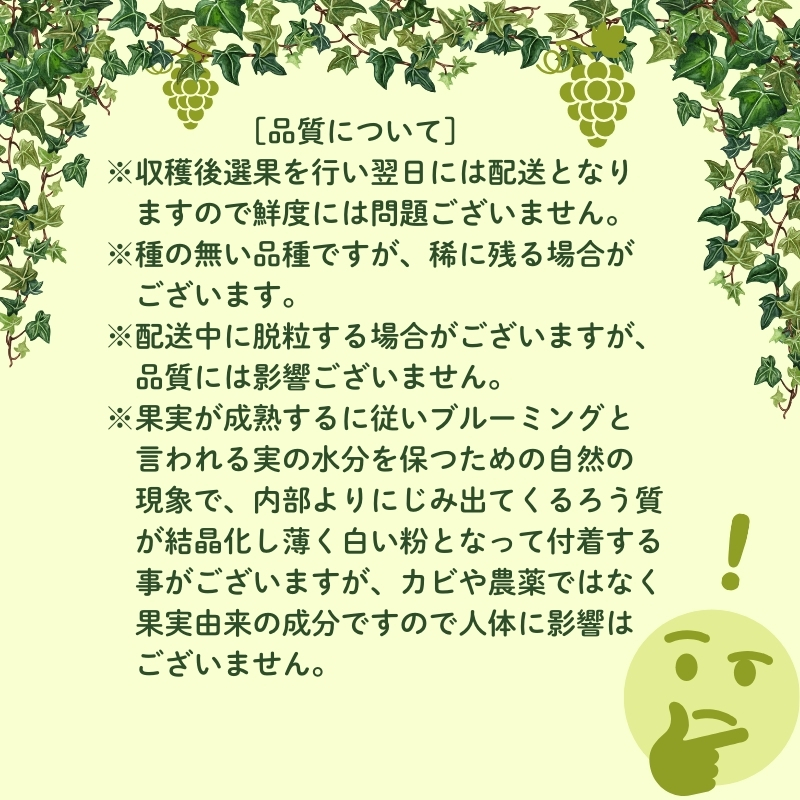 ハウス育ち シャインマスカット約600ｇ　1房化粧箱入り 果