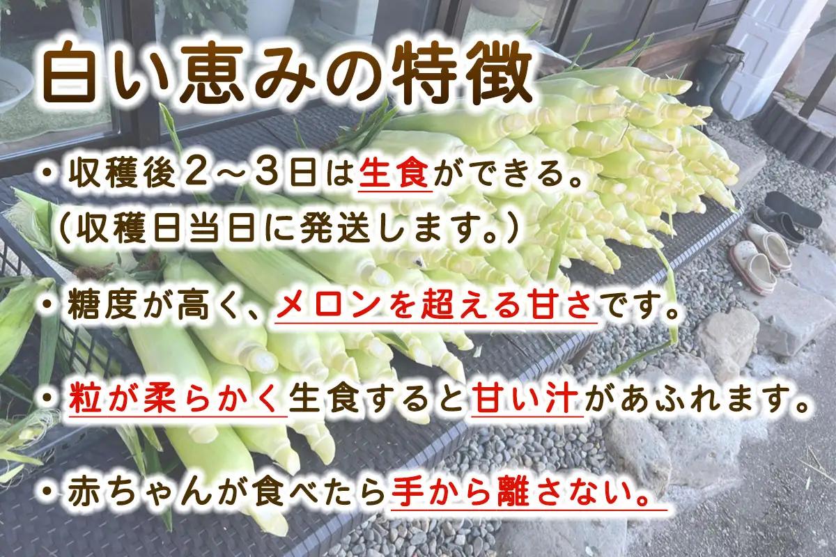 [先行予約] 生でも食べられる白いトウモロコシ「白い恵み」10本から12本／約4,5kg [0720]