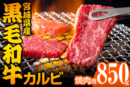 宮城県産 黒毛和牛カルビ焼肉用 850g｜国産牛 牛肉 牛肉 牛肉 牛肉 牛肉 黒毛和牛 カルビ 焼肉 バーベキュー [0050]