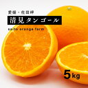 【ふるさと納税】【先行予約】Saito Orange Farmの清見タンゴール5kg ｜ 柑橘 みかん ミカン フルーツ 果物 愛媛　※離島への配送不可　※2025年3月下旬頃より順次発送予定