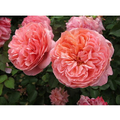 【ふるさと納税】【Apple Roses】バラ苗『パウル・クレー』新苗育成苗6号ポット植え[52210686] 苗木 ばら 薔薇 フラワー 　お届け：2025年7月1日～2025年12月31日まで