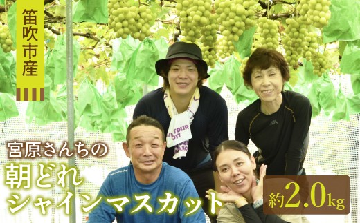 【2026年発送★先行予約】宮原さんちの朝どれシャインマスカット2kg 157-022