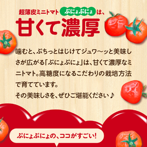 【2025年 先行受付】超薄皮 ミニトマト 約1.8kg 「ぷにょぷにょ」【青森 五所川原】ぷよぷよ 薄皮肉厚ミニトマト 7月 8月 9月 ぷよっとした食感を楽しむミニトマト 産地直送ミニトマト