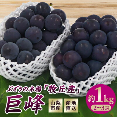 【ふるさと納税】2025年先行予約　山梨市産　牧丘産　巨峰2房　約1.0kg(2～3房)【配送不可地域：離島】【1431884】