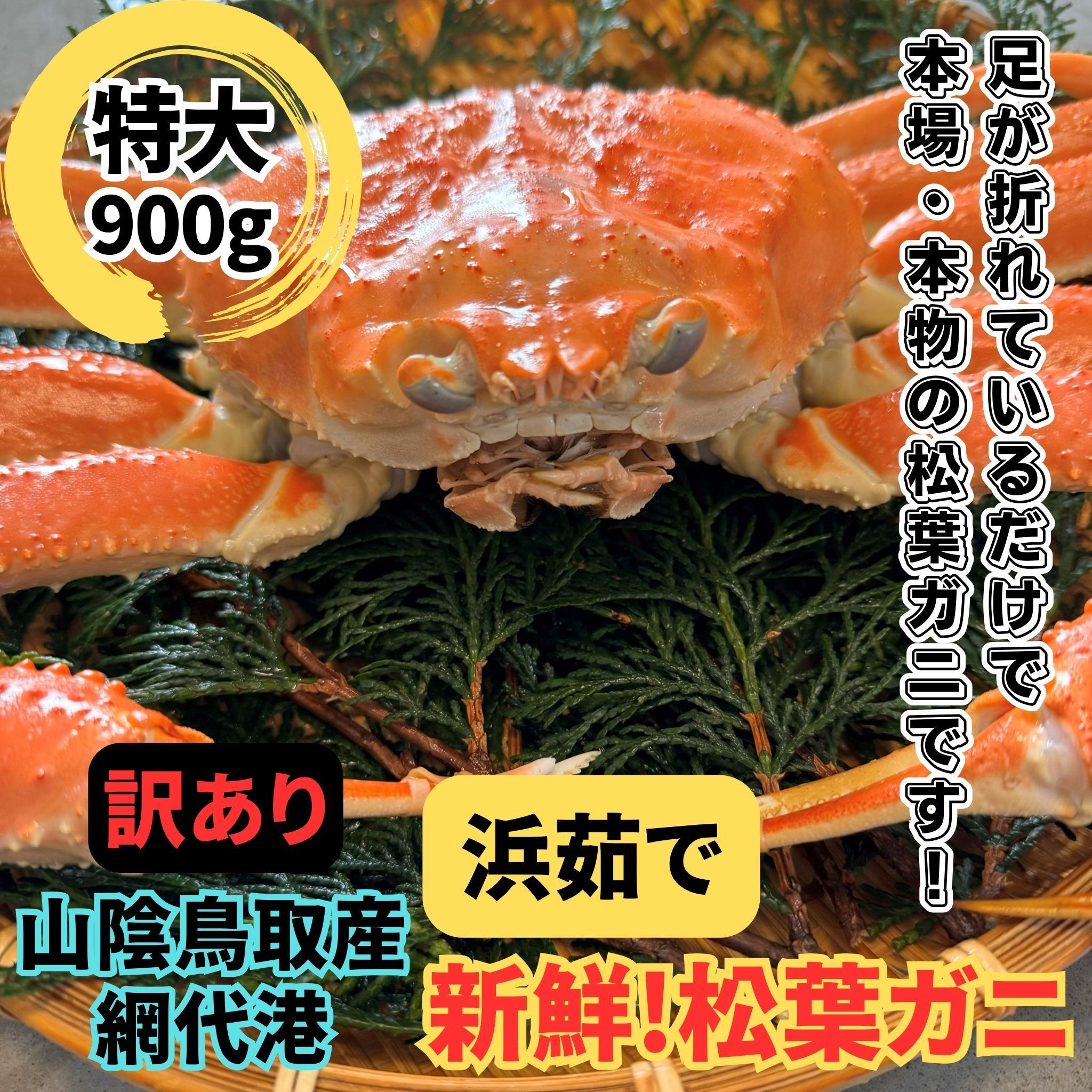 <訳あり>浜茹で！松葉ガニ(特大)900kg 1枚 鳥取網代港 岩美 松葉がに ずわいがに かに ※お届けは2026年11月中旬～【さかなや新鮮組】【22096】