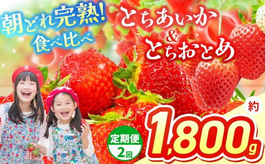 【先行予約】【定期2回】いちご 選べる 定期便 とちあいか＆とちおとめ  選べる 内容量 食べ比べ 300g × 2 × 3箱 | 果物 くだもの フルーツ 野菜 やさい ヤサイ 苺 イチゴ いちご とちあいか とちおとめ  食べ比べ 新鮮 甘い 数量 限定 美味しい 果物 フルーツ デザート 栃木県 那珂川町 送料無料