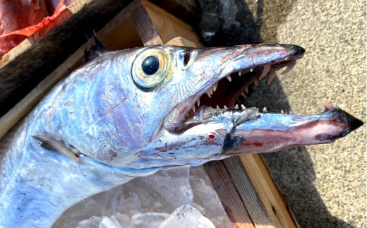 669.漁師の鮮魚箱（約2kg）(A669-1)
