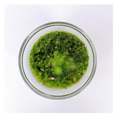 ふるさと納税 屋久島町 苔のテラリウム |  | 02