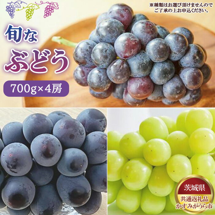 【ふるさと納税】No.810 【先行予約】旬なぶどう　700g×4房　かすみがうら市産【茨城県共通返礼品 かすみがうら市】 ／ セット 詰め合わせ 新鮮 葡萄 ブドウ 果物 フルーツ 送料無料 茨城県