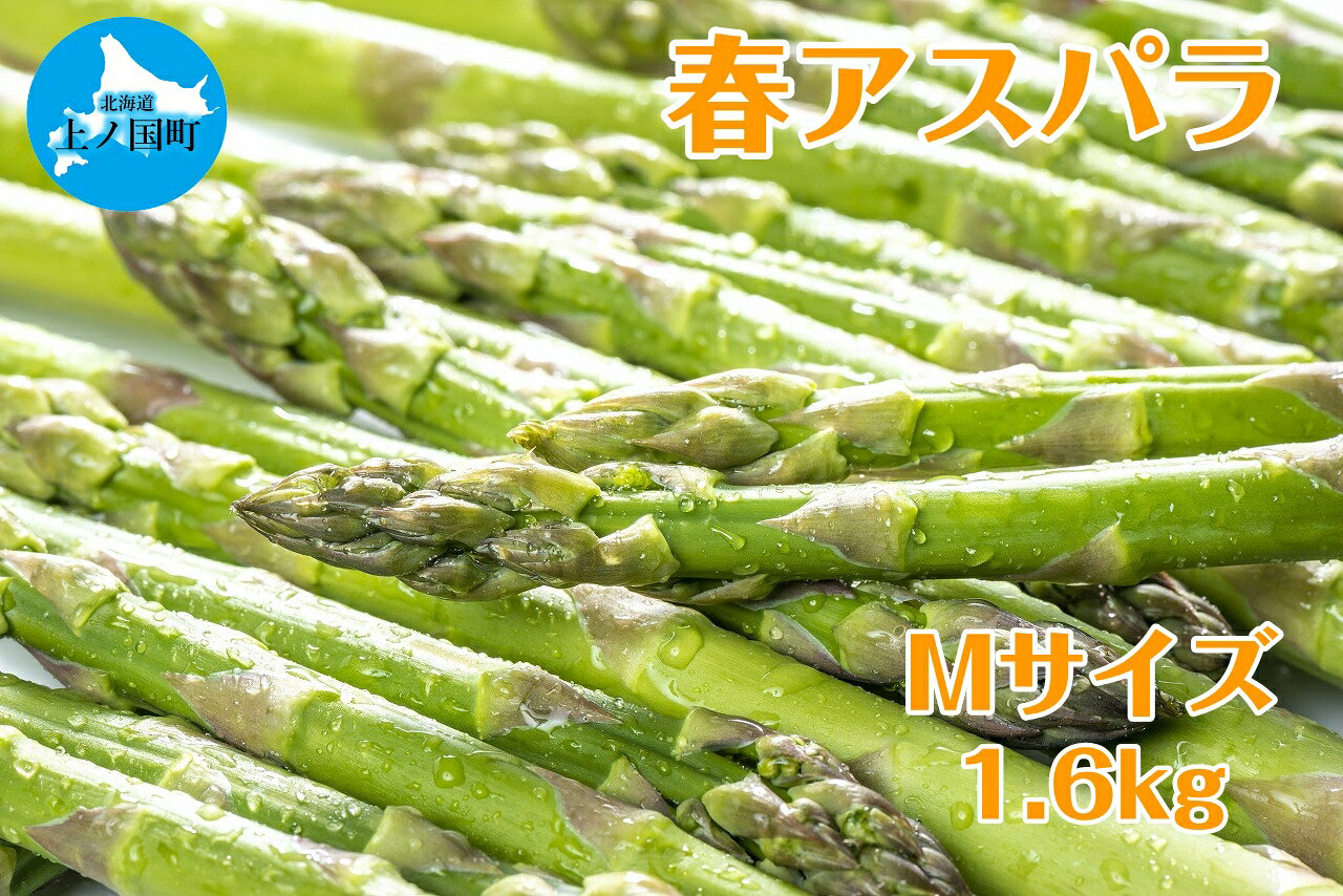 【ふるさと納税】【2026年春発送】寅福菜園の朝採り春アスパラ　M（1.6kg）　グリーンアスパラ　朝採れ　農家直送　新鮮　甘い　春野菜　旬野菜　特産品　北海道産