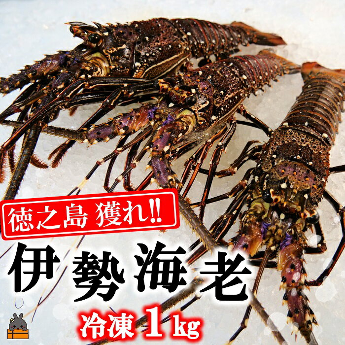 【ふるさと納税】新鮮なまますぐ冷凍!!徳之島産冷凍伊勢海老1kg（2尾～4尾） （ 伊勢えび イセエビ いせえび 伊勢えび 伊勢エビ えび エビ 海老 鍋 ご馳走 海の幸 料理 焼き 人気 海産物 家族 正月 お祝い ）