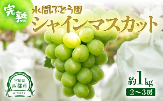 【先行予約】シャインマスカット約1kg 2～3房 西都産完熟ぶどう 水間ぶどう園＜16-2a＞
