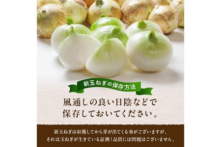 【訳あり】新たまねぎ　新鮮なタマネギ／料理にも使いやすい玉葱／京都産 玉ネギ／玉ねぎスープにも！