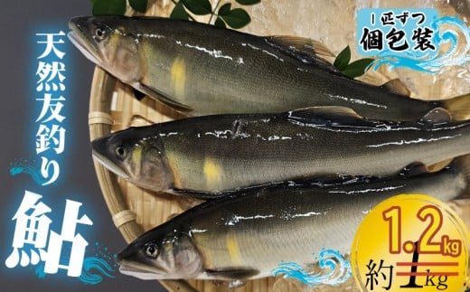 【期間限定】鮎 約1.2kg（約1kg + 約 200g）