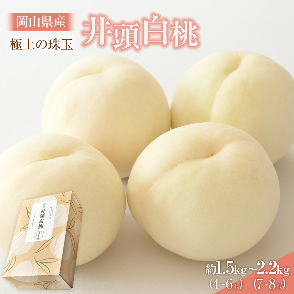 【ふるさと納税】【内容量が選べる】桃 2026年 井頭 白桃 4～6玉入り又は 7～8玉入り 1.5kg～2.2kg規格箱 岡山県産 | もも フルーツ 果物 くだもの 食品 人気 おすすめ 送料無料