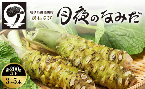 本わさび 月夜のなみだ 3～5本 計200g以上 生わさび わさび 山葵 ワサビ 本ワサビ 生ワサビ 薬味 野菜 新鮮 生 芋 根わさび 本格 刺身 わさび丼 ステーキ 産地直送 産直 DoINAKA 送料無料 岐阜県 揖斐川町