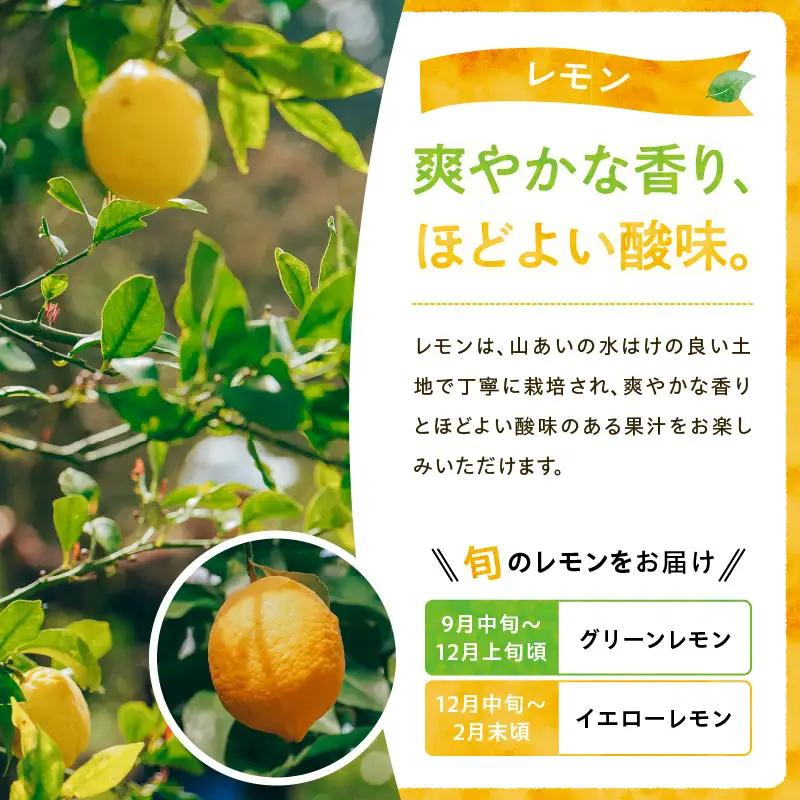 フルーツ レモン フルーツ [産地直送 数量限定 柑橘 先行予約]