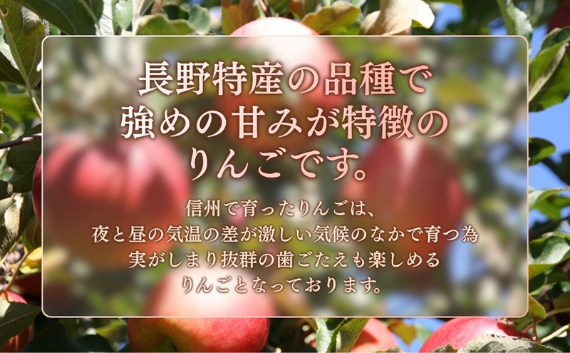 りんご シナノスイート 3kg 贈答用 信州 フルーツ 果物　林檎 リンゴ くだもの 旬の果物 旬のフルーツ 信州産 長野県産 長野 長野県 上田市