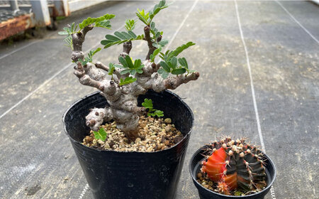 センナ メリディオナリス ＆amp; ギムノカリキウム ミハノビッチ 各1株 Senna meridionalis ＆amp; Gymnocalycium mihanovichii 長与町/アグリュー
