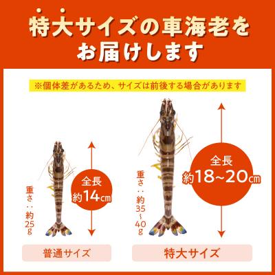 ふるさと納税 天草市 特大 車エビ 2パック セット_S059-020A |  | 03