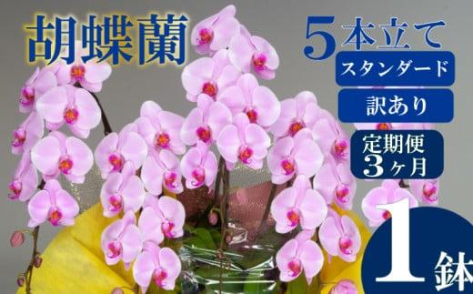 【定期便3ヶ月】【訳あり】胡蝶蘭 5本立て ピンク スタンダード お祝い 須崎洋蘭園 SY10000