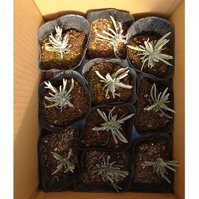 ふるさと納税 池田町 ラベンダ-苗(ラバンジン系ミックス)　10.5センチポット×10P |  | 02