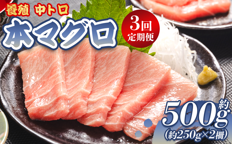 中トロ 定期便 3回 約250g 2冊 養殖 本マグロ 合計1.5kg Woo-0008