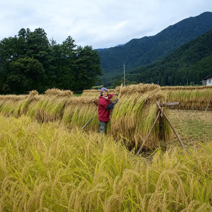 幻のお米 朝日 あさひ 玄米 10kg 自然栽培 天日干し | お結び自然農縁