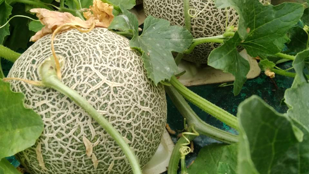 先行予約 ほのかメロン 秀品（ 赤肉 ） 2玉 【 6月上旬 以降発送】 メロン 果物 フルーツ 甘い 茨城県 茨城県産 期間限定 数量限定 産地直送 農家直送 [AV005ya]