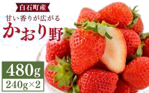 【先行予約】甘い香りが広がる！ かおり野 240g×2パック / いちご 苺 イチゴ かおりの 香り野 フルーツ 果物 甘い あまい  アフター対応 アフターフォロー 期間限定 産地直送 国産 佐賀県産 さがいちご 九州 佐賀県 白石町【StrawberryFarm-K】 [IBJ003]
