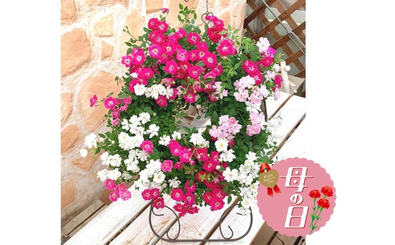 
            【先行予約】 母の日に！ レンゲローズ 四季咲き ミニバラ リング植え 花 バラ 薔薇 バスケット 贈り物 お祝い 植物 季節 生花 フラワー ギフト 母の日 2026年5月から順次発送 オンライン決済限定 静岡県 藤枝市
          