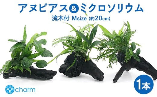 
            おまかせアヌビアス＆おまかせミクロソリウム2種 流木付 Mサイズ 1本（約20cm） ※北海道・沖縄・離島への配送不可
          