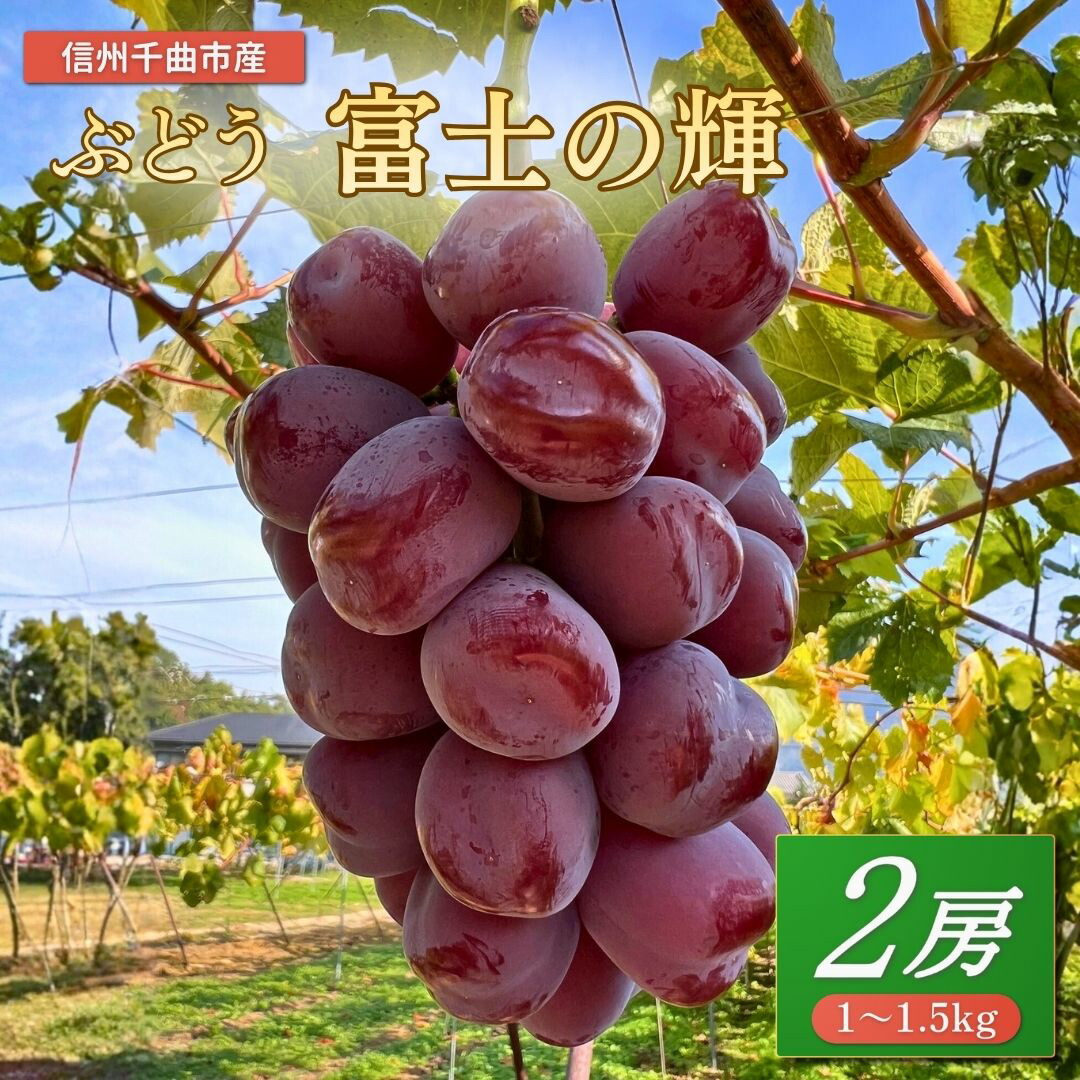 【2026年先行予約】ぶどう 富士の輝 約1~1.5kg（2房）｜ 果物 フルーツ 富士の輝き ブラックシャインマスカット 黒ぶどう 数量限定 種無し 皮ごと 千曲市 長野県産 信州