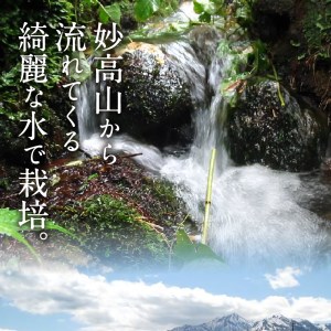 【2026年7月下旬発送】新潟県妙高産こしひかり「星降る里」10kg無洗米※沖縄県・離島配送不可