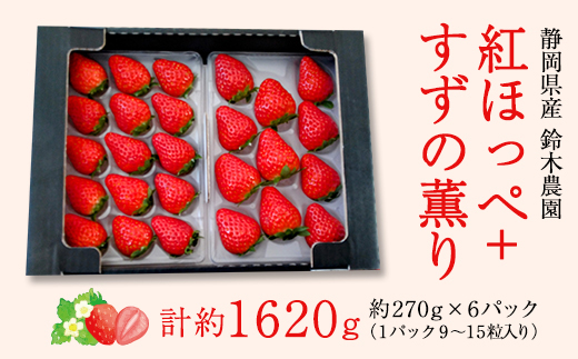 【2026年発送】静岡県産いちご「紅ほっぺ+すずの薫り」6パック 約1.6kg(約270g×6)【配送不可地域：離島・北海道・沖縄県・東北・中国・四国・九州】