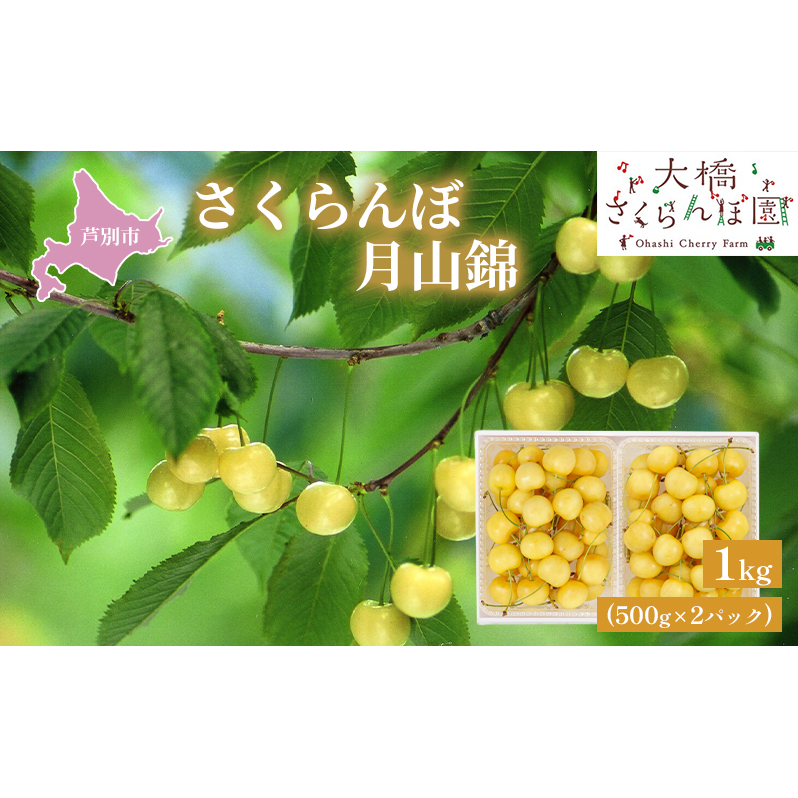 【 先行受付 】さくらんぼ 月山錦 1kg 500g×2パック 農林水産大臣賞 受賞 サクランボ チェリー 果物 果物類 フルーツ デザート 最高級 黄色 大粒 甘い 酸味が少ない さくらんぼの女王 