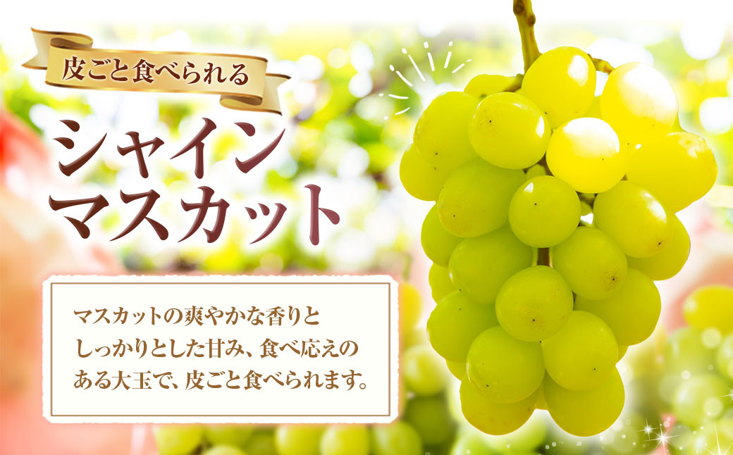 シャインマスカット 3房～5房