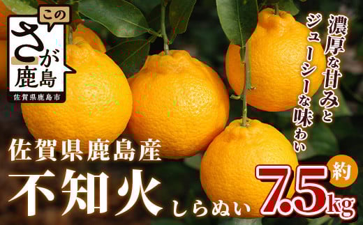 不知火 約7.5kg 佐賀県 鹿島市産 サイズ混合 松本農園 | デコポン と同品種 みかん 蜜柑 ミカン 柑橘 しらぬい シラヌイ くだもの 果物 フルーツ 大容量 不知火みかん 送料無料 人気 おすすめ 佐賀県 鹿島市 B-114