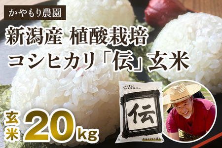 【令和7年産新米】新潟産コシヒカリ「伝」真空パック 玄米20kg（5kg×4）《9月下旬～順次出荷》 かやもり農園