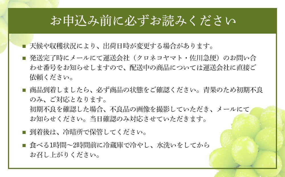 2026年　　受付中　シャインマスカット　晴王　2房　約1.3kg　２回　定期便　　9月・10月に1回ずつ発送　岡山県産　種無し　皮ごと食べる　みずみずしい　甘い　フレッシュ　9月～10月発送　晴れの